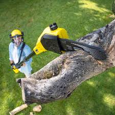 Manhattan, NY Tree Services Company